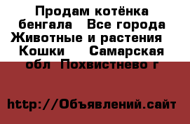 Продам котёнка бенгала - Все города Животные и растения » Кошки   . Самарская обл.,Похвистнево г.